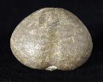 Micraster brevis DESOR in AGASSIZ & DESOR 1847 - Bild © FossNet FossilienStore